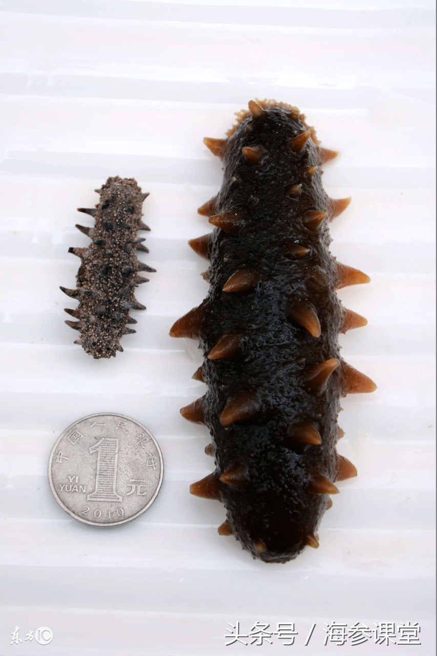 海参品质如何鉴别哪种海参好,海参一周吃几个最佳如何挑选海参