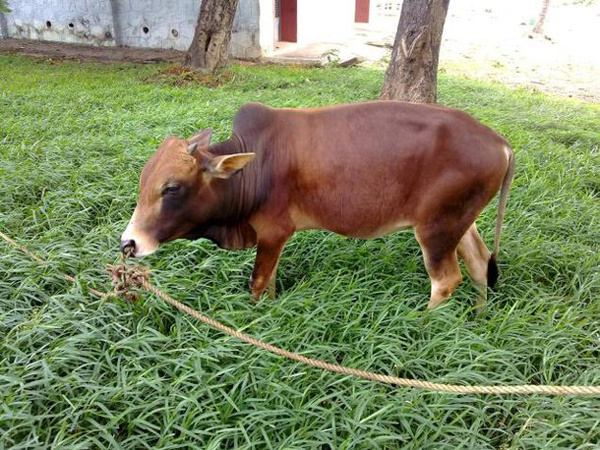 世界上体型最大的动物排行榜,世界十大体型最大的动物