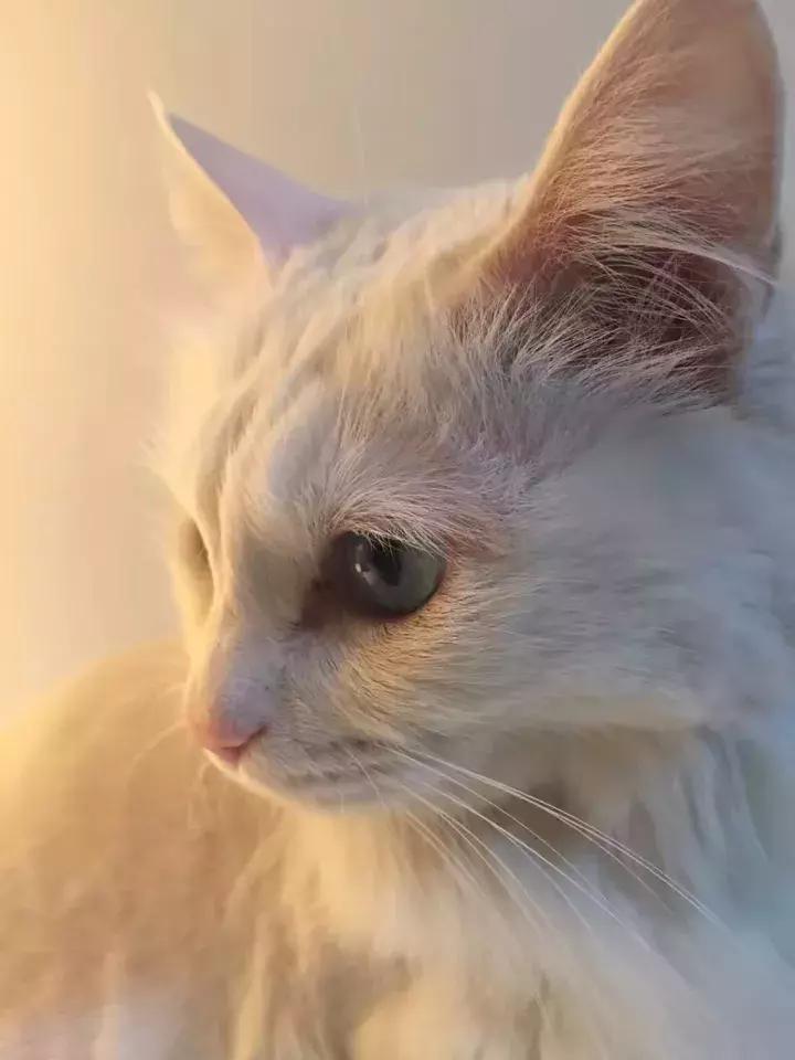 人类吸猫小史,人类吸猫的时候猫是怎么想的