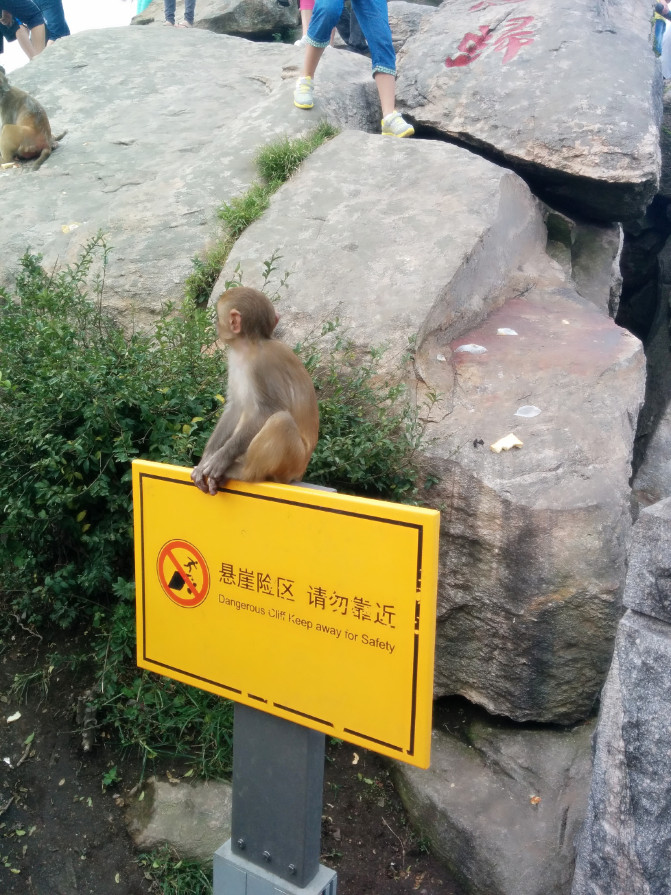 花果山游记400字以上,连云港花果山攻略