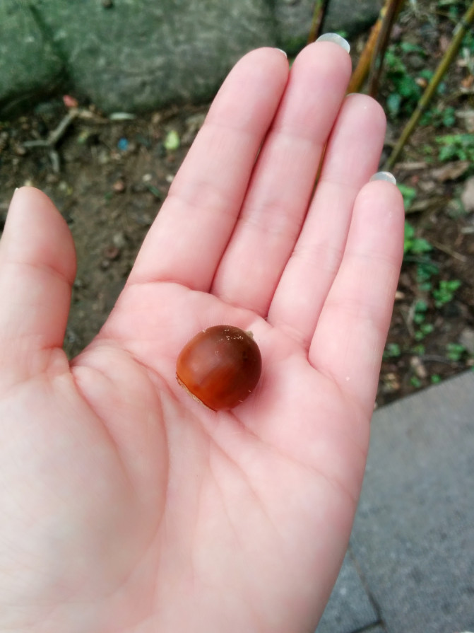 花果山游记400字以上,连云港花果山攻略