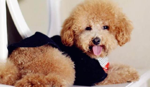 比熊狗狗会发抖是什么原因,比熊狗狗发抖是什么原因