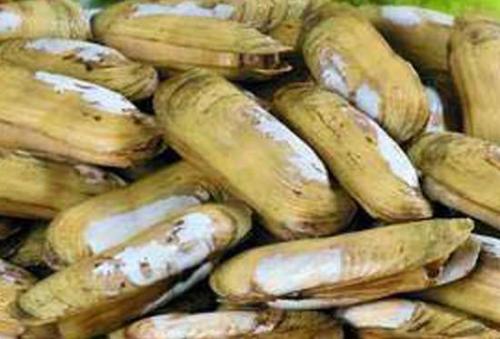 蛏干怎么样做才好吃,蛏干好吃