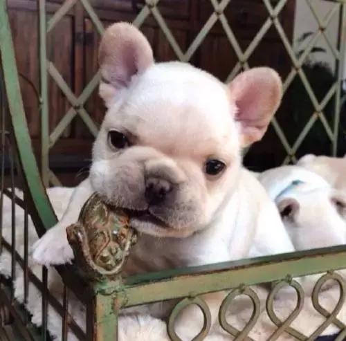 斗牛犬吃饭不嚼吗,为什么斗牛犬吃东西老是吐