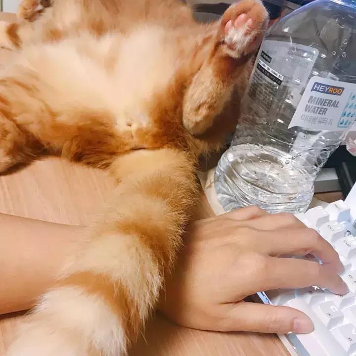 人类吸猫小史,人类吸猫的时候猫是怎么想的