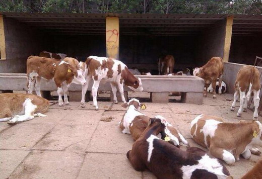 母牛胎衣不下的临床症状以及治疗方法！