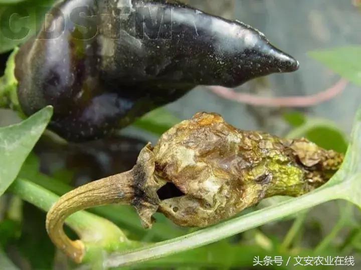 早疫病和晚疫病怎么区别,哪些病害属于晚疫病