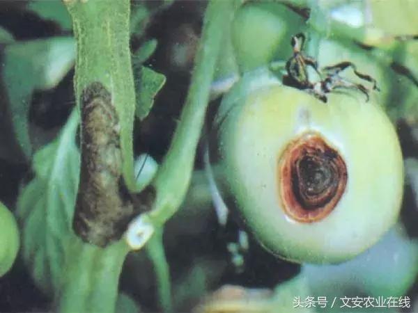 早疫病和晚疫病怎么区别,哪些病害属于晚疫病