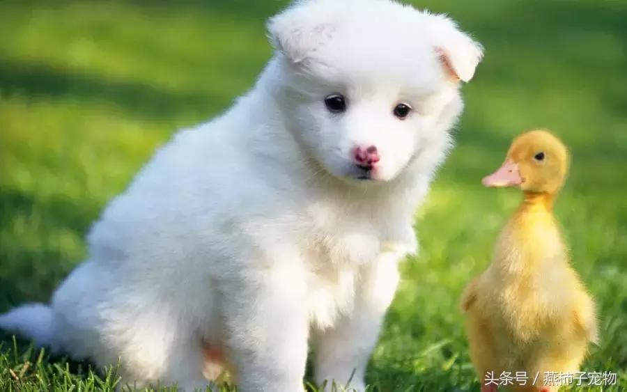 萨摩耶犬不能吃的食物列表,萨摩耶不能吃的食物表