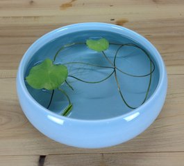 睡莲盆栽养护方法教程图解,盆栽睡莲的种植方法和注意事项