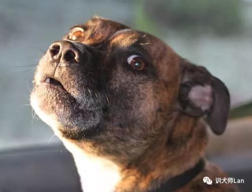 幼犬发育慢怎么回事,幼犬训练初期出现抵抗情绪