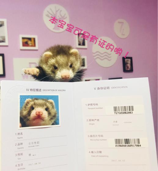 武汉安格鲁宠物貂,安格鲁宠物貂用品