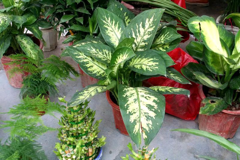 秋季对咽喉保养最好方法,秋冬嗓子疼多吃什么水果