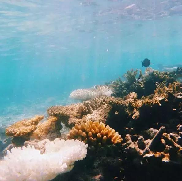 上海马尔代夫美人蕉岛,马尔代夫美人蕉岛旅游