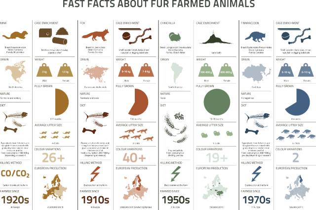 皮草是环保公敌吗,真假皮草有什么区别