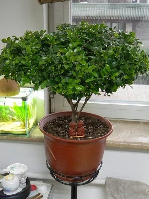 秋季对咽喉保养最好方法,秋冬嗓子疼多吃什么水果