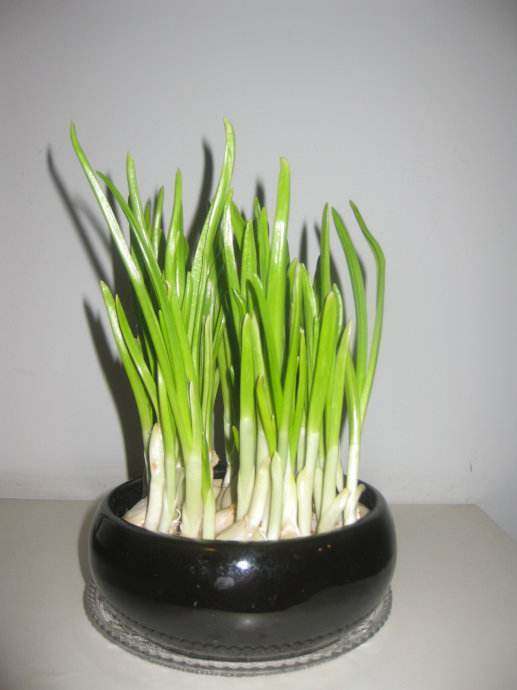 吃不完的生姜可以把它晒成干姜吗,吃不完的葱姜蒜要放冰箱吗