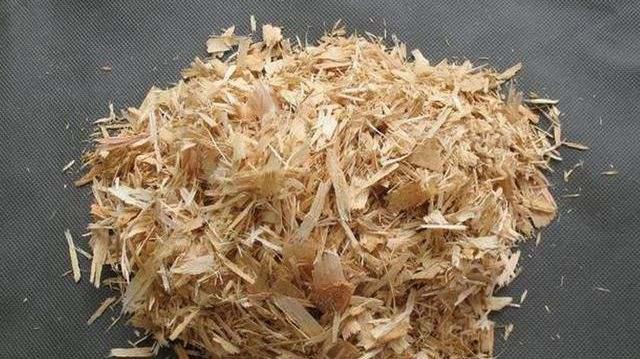 养花需要重视细节,不会养花花儿却生长得很好