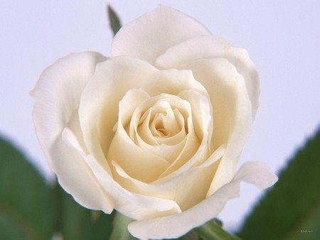 各种颜色的玫瑰花代表什么花语,玫瑰花的不同颜色的花语和寓意