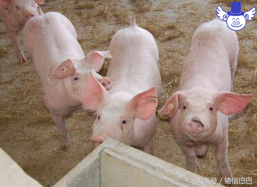 猪生病打针多久可以好,猪生病好了几天后可以打疫苗