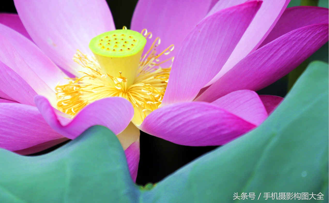 黄金分割构图法与九宫格对比,九宫格黄金分割拍摄教程