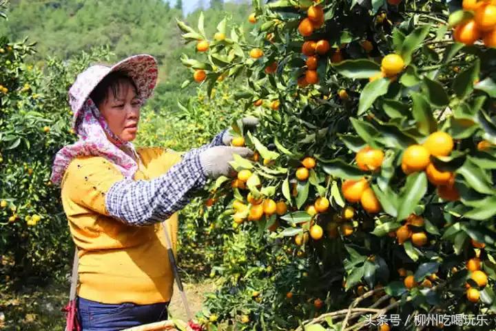 融安有望成为中心城市吗,广西融安县发展规划情况