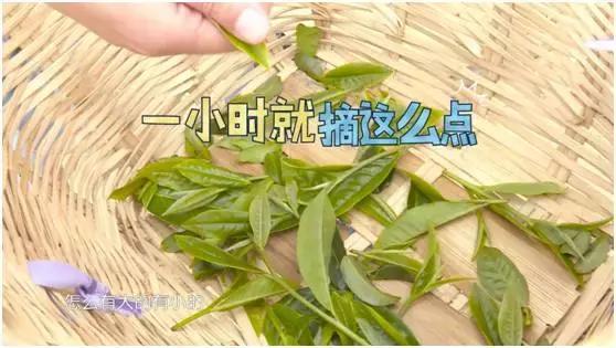 七彩飘香云南芒市,正宗凤庆滇红之明前金丝滇红