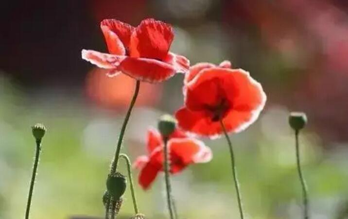 关于新加坡国花知识,新加坡的国花叫什么名字