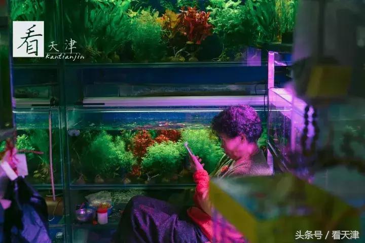 天津宝鸡道花鸟鱼虫市场鹦鹉全吗,天津市宝鸡道花鸟鱼虫市场文玩