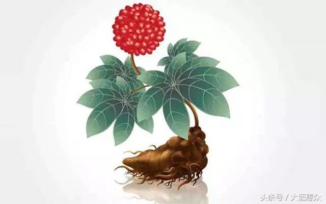 「百草知乎001」三七虽好，不是谁都能用