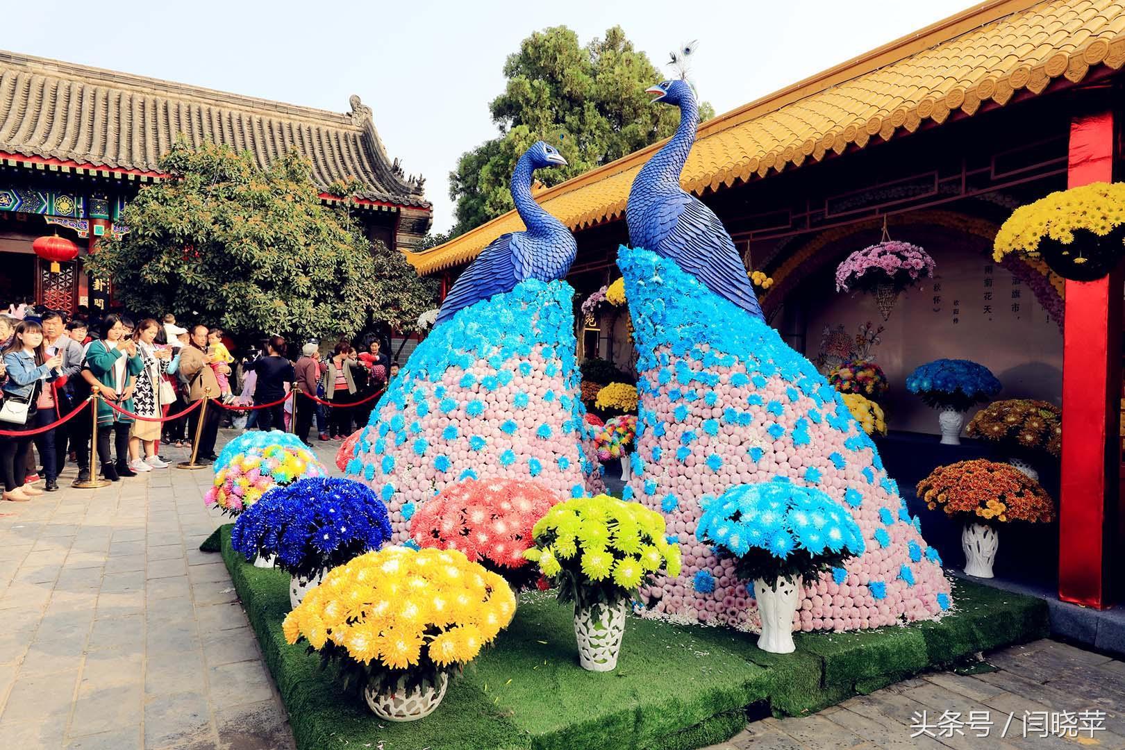 悠然菊影从何觅？南山菊姿下龙亭