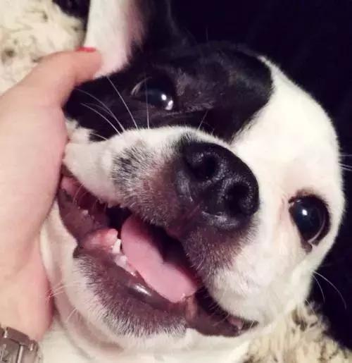 斗牛犬眼睛发红眼屎多用什么药,斗牛犬眼睛起脓