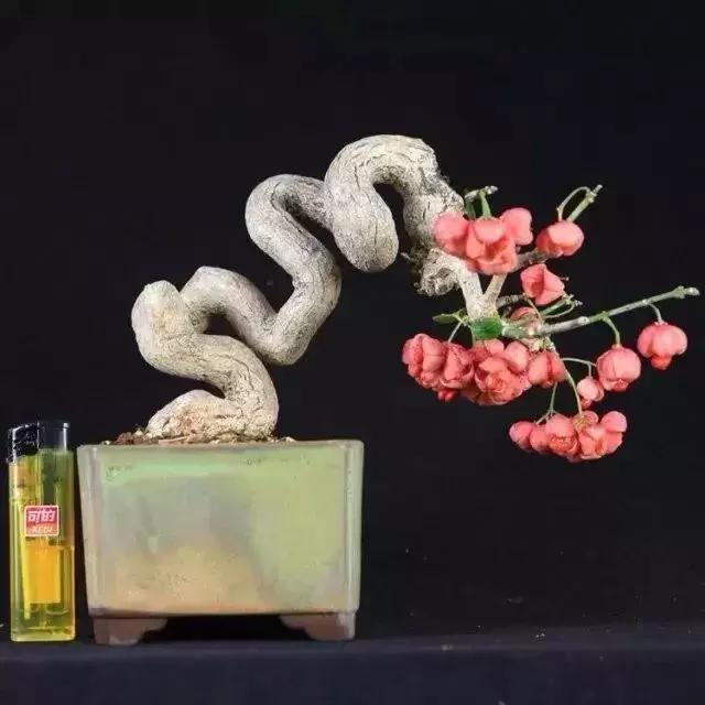 真弓卫矛盆景修剪伤口要处理吗,卫矛树盆景如何才能开花结果