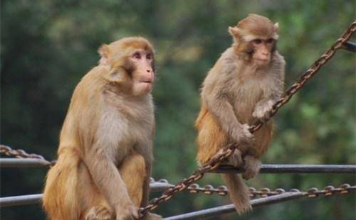 下一辈子有房有车的四大生肖,最能聚财轻松做大款的3大生肖