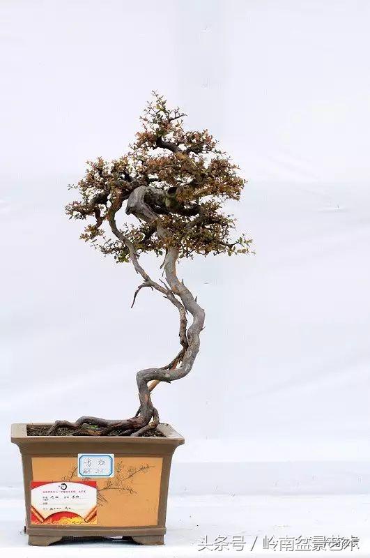最值得收藏的六种盆景树种,十大珍贵盆景