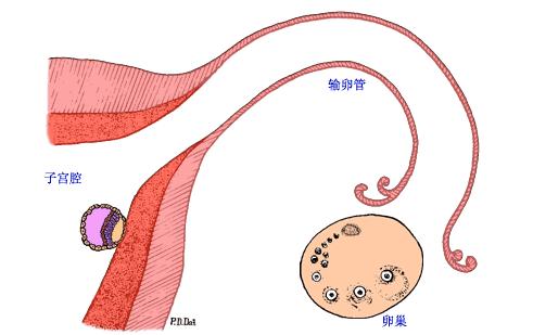 黄体分泌不足会影响胎芽生长吗,孕激素分泌不足黄体功能不全