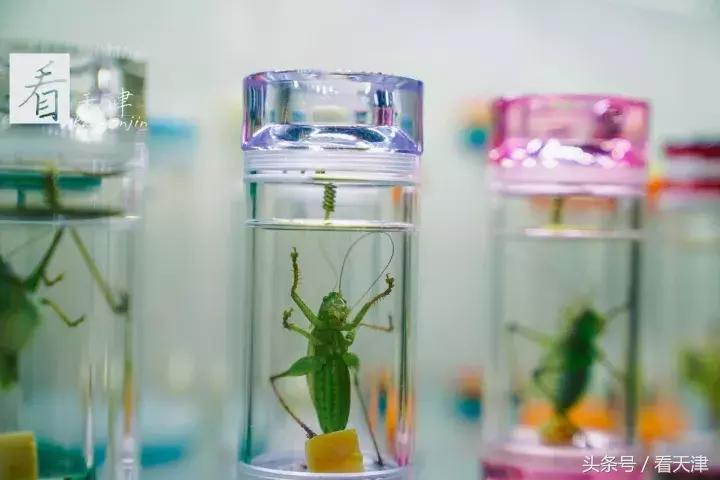 天津宝鸡道花鸟鱼虫市场地铁,宝鸡道花鸟鱼虫市场天津