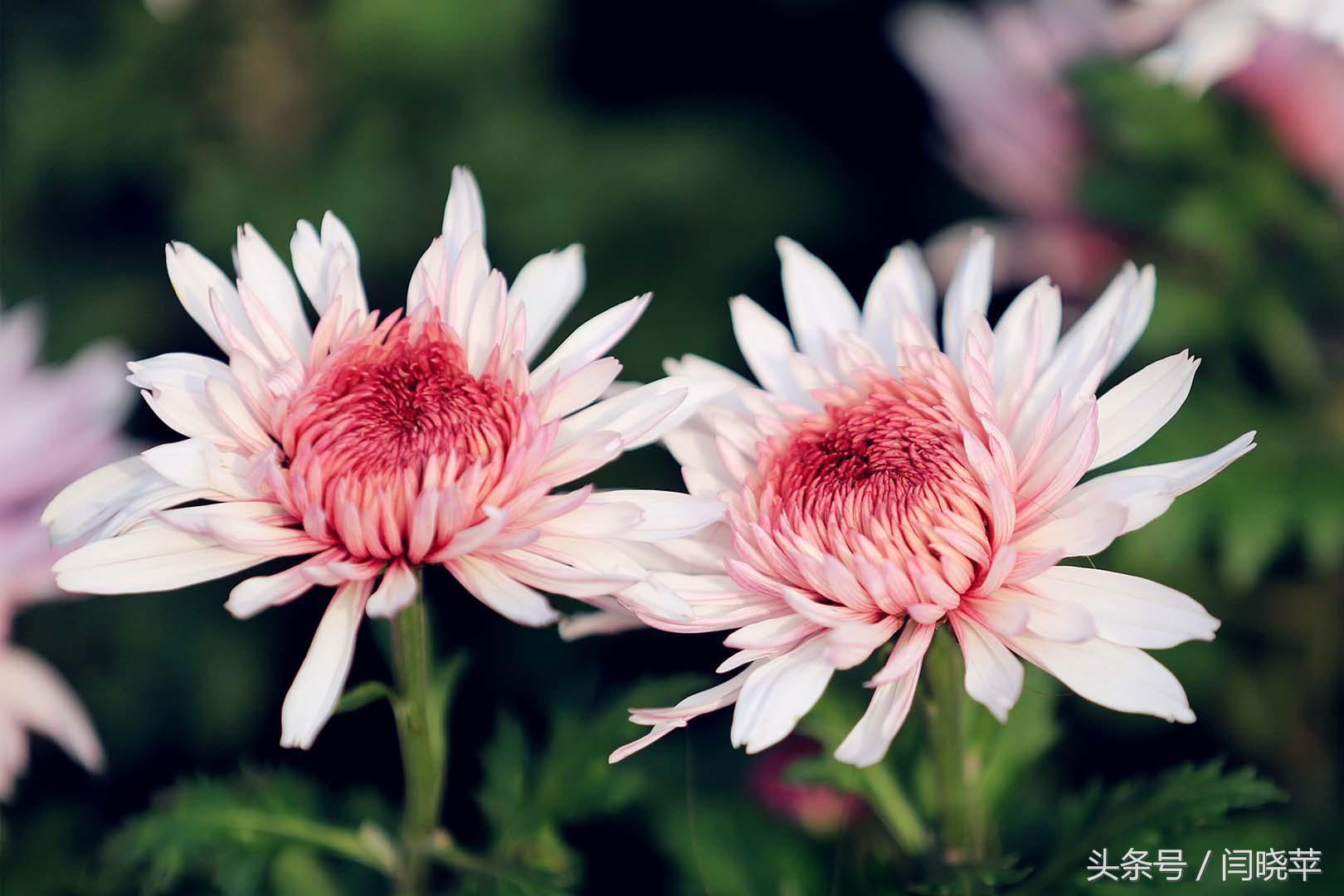 悠然菊影从何觅？南山菊姿下龙亭