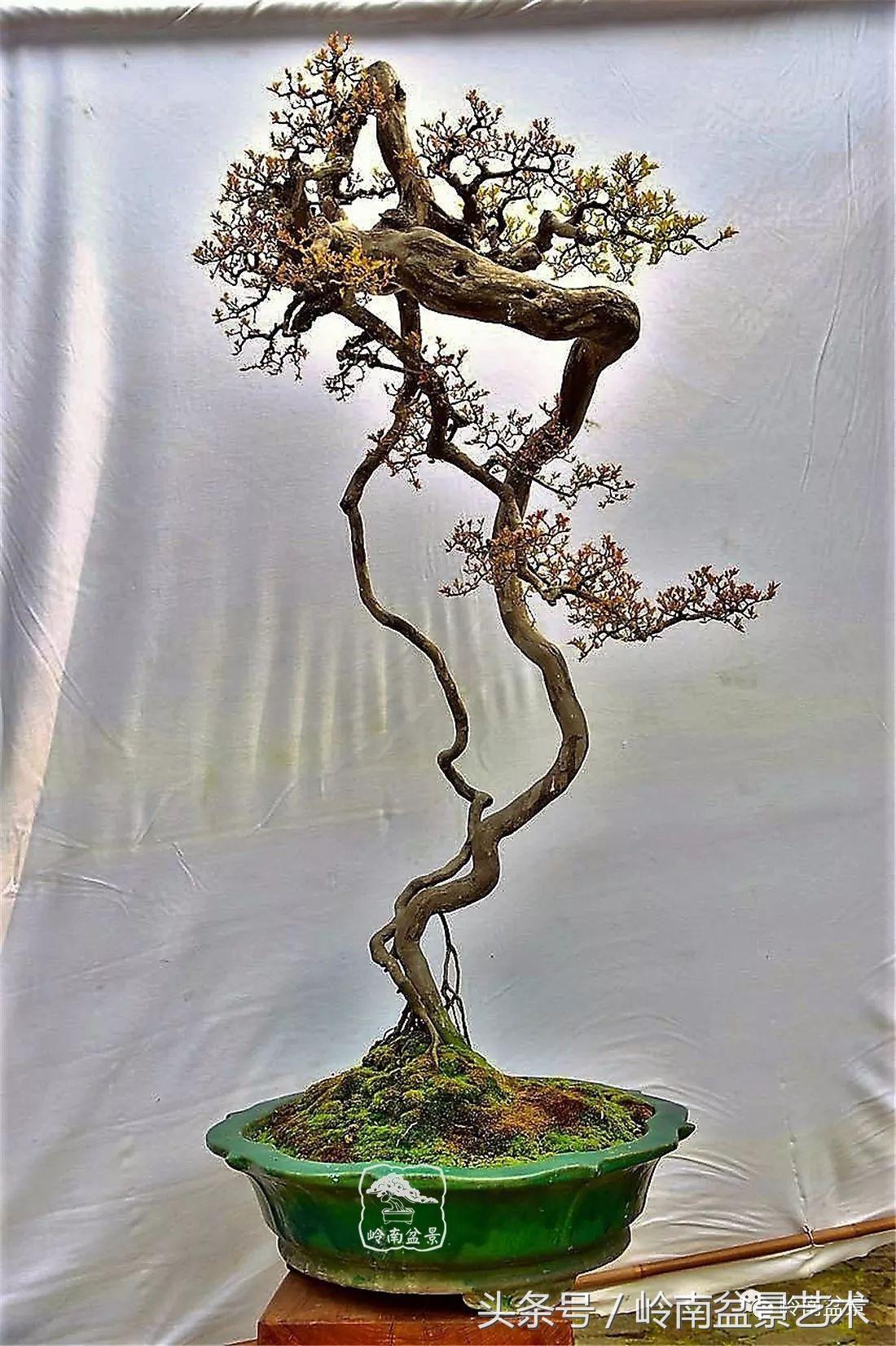 雀梅盆景价格在五千元至二万元的,经典中式庭院雀梅盆景100万以上