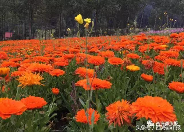 青海人采访,嘿青海歌曲