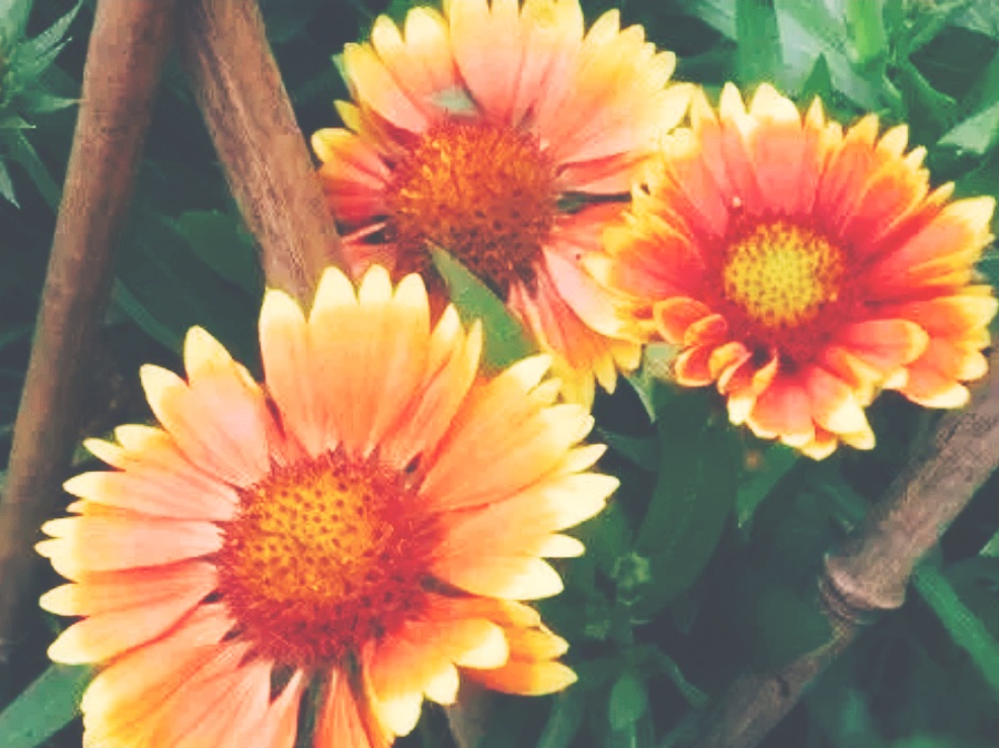 全球十大最美的国花,所有国家的国花大全