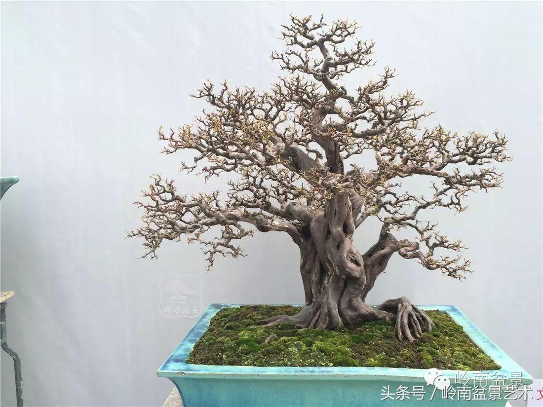 雀梅盆景100幅欣赏,珍藏雀梅盆景图片