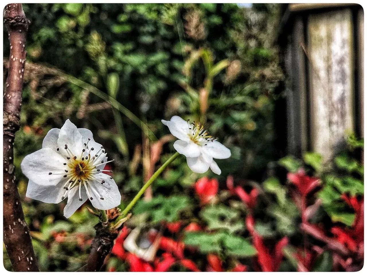 手机摄影作品也可以美不胜收,秋天手机摄影作品欣赏