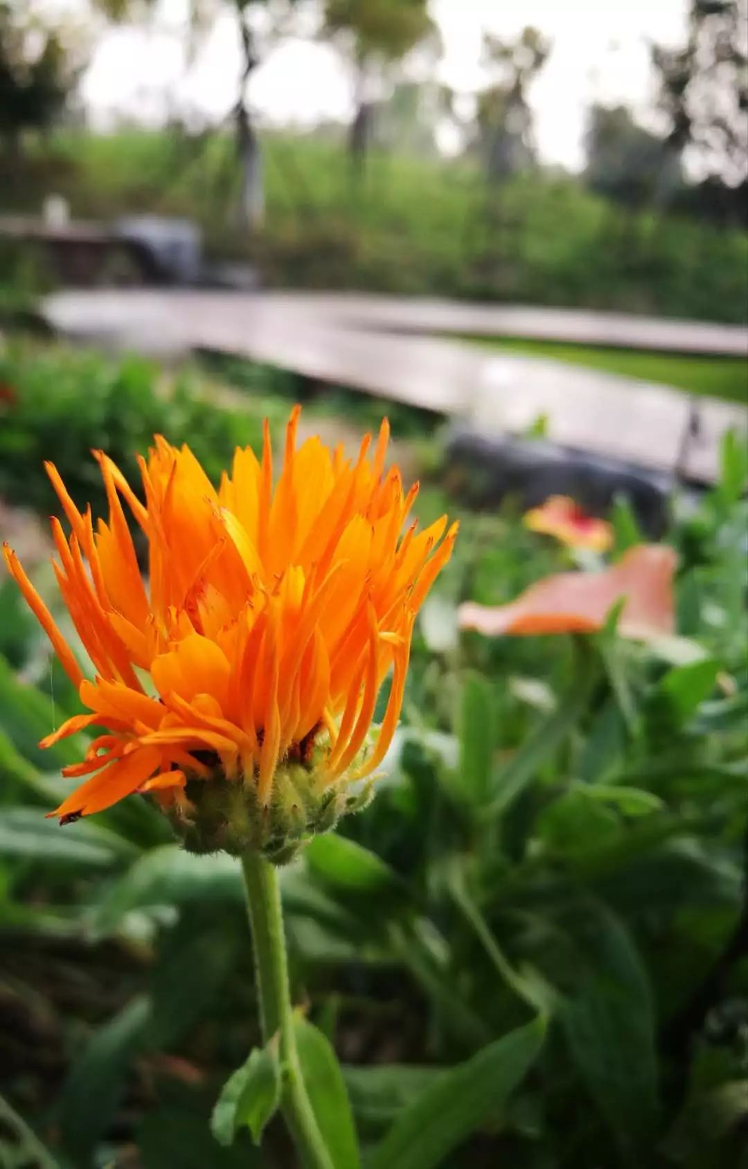 手机摄影作品也可以美不胜收,秋天手机摄影作品欣赏