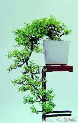 精品盆景雀梅杜鹃罗汉松,最美的100盆雀梅盆景建议收藏