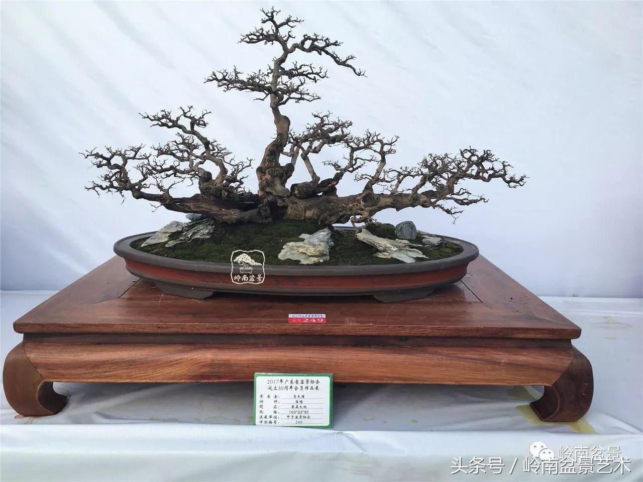 精品盆景雀梅杜鹃罗汉松,最美的100盆雀梅盆景建议收藏