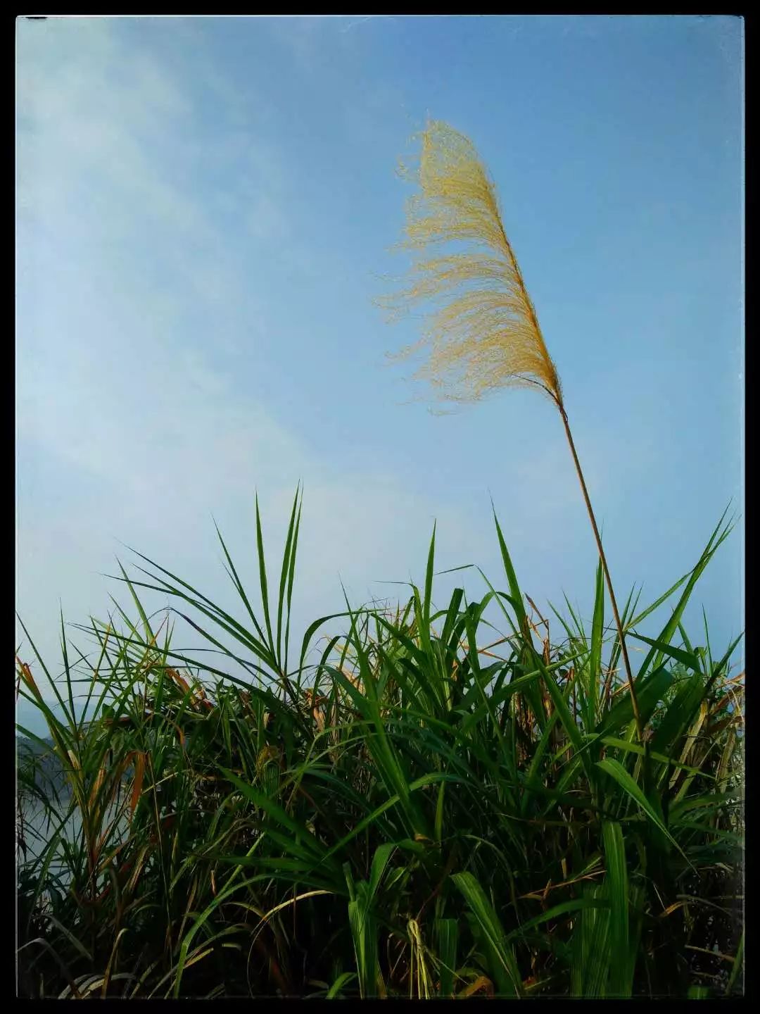 手机摄影作品也可以美不胜收,秋天手机摄影作品欣赏