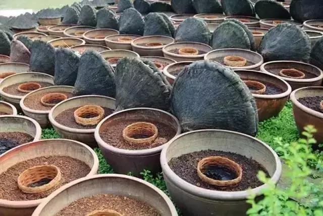 这个来自台湾的包子，香到连手指都想吞下去！吃了就上瘾！