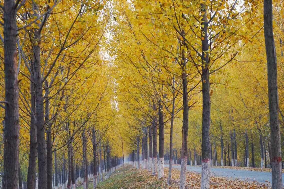 手机摄影作品也可以美不胜收,秋天手机摄影作品欣赏