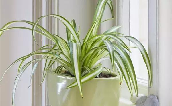 绿萝叶片不翠绿,绿萝长得很茂密